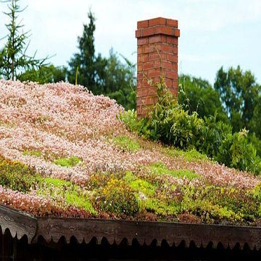 piosenka autorska: Na Dachu  - ilustracja utworu